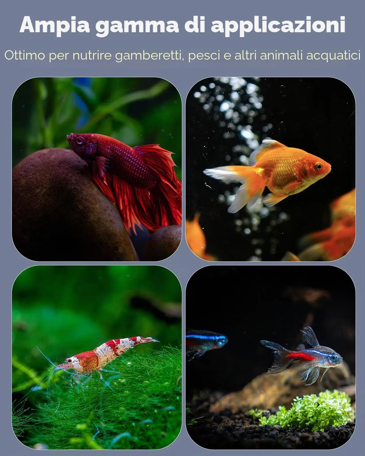 Pawfly mangiatoia gamberetti acquario acrilico 6 cm