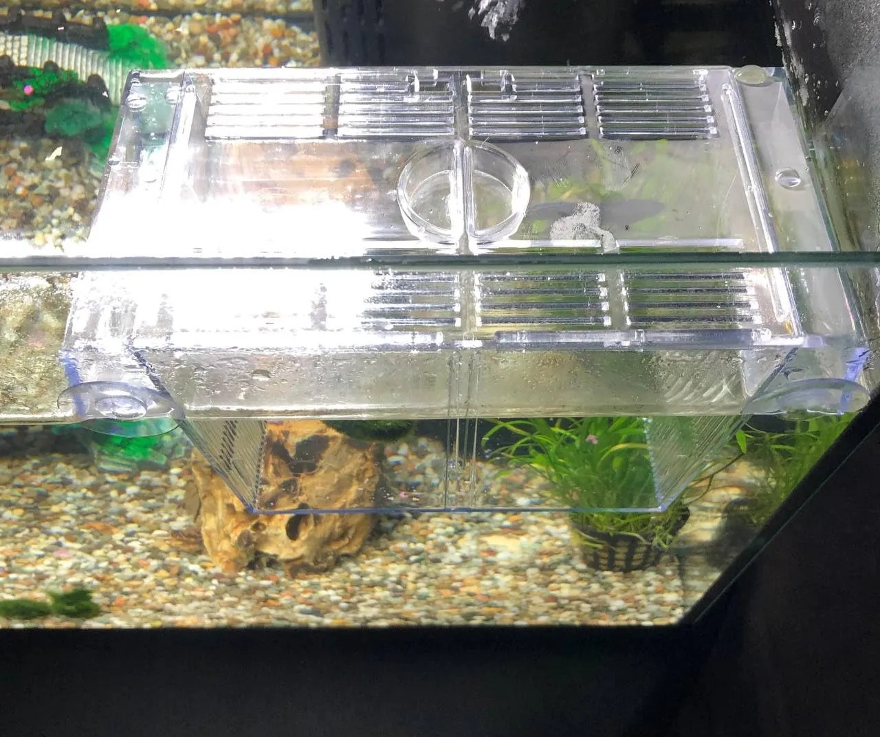 Pawfly Sala Parto Acrilico M 13,5 cm per Avannotti e Guppy