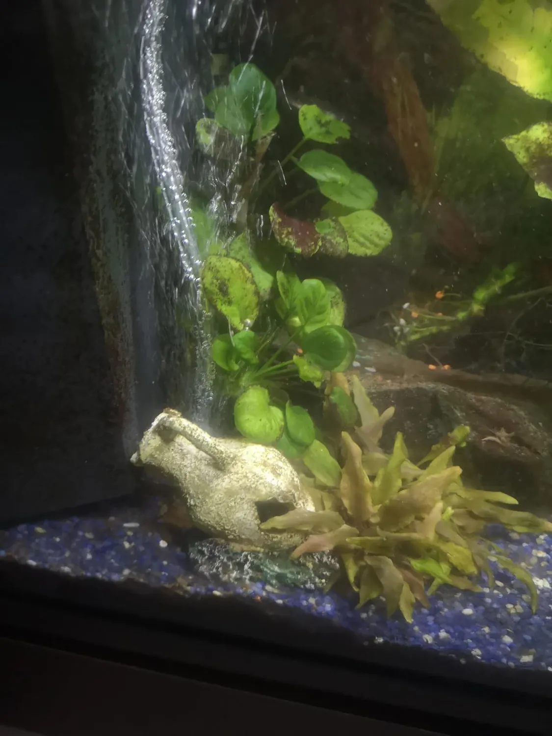 boxtech mini aeratore acquario 1,5W kit pietra aria