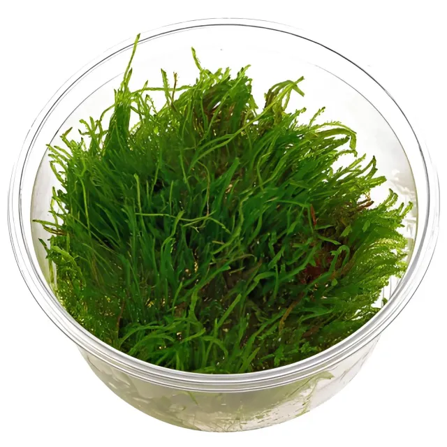 Aquariatech Vesicularia Reticulata erect moss pianta in vitro