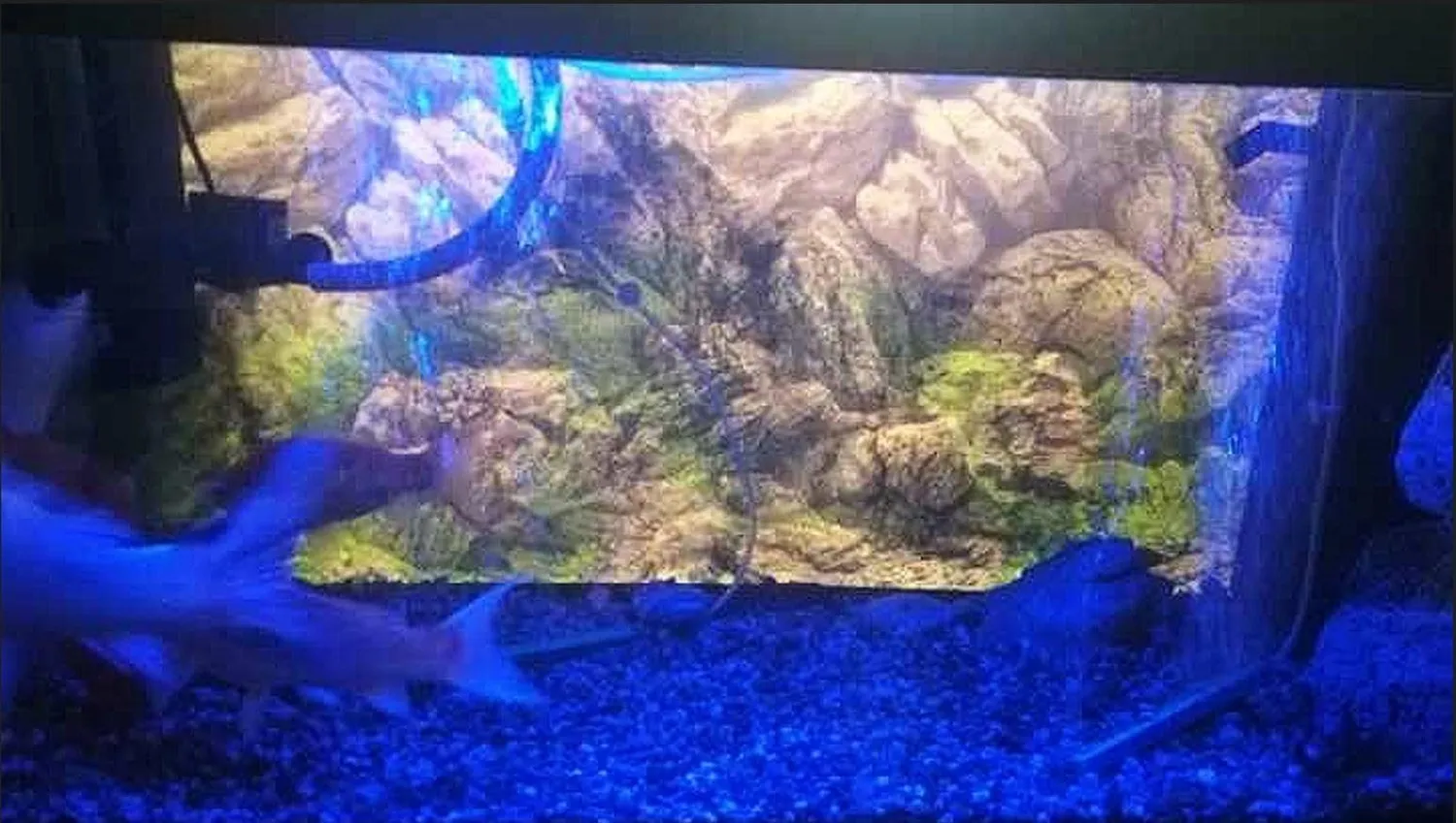 Pawfly Pietra Aria Acquario Barra 10 cm 4 Pezzi
