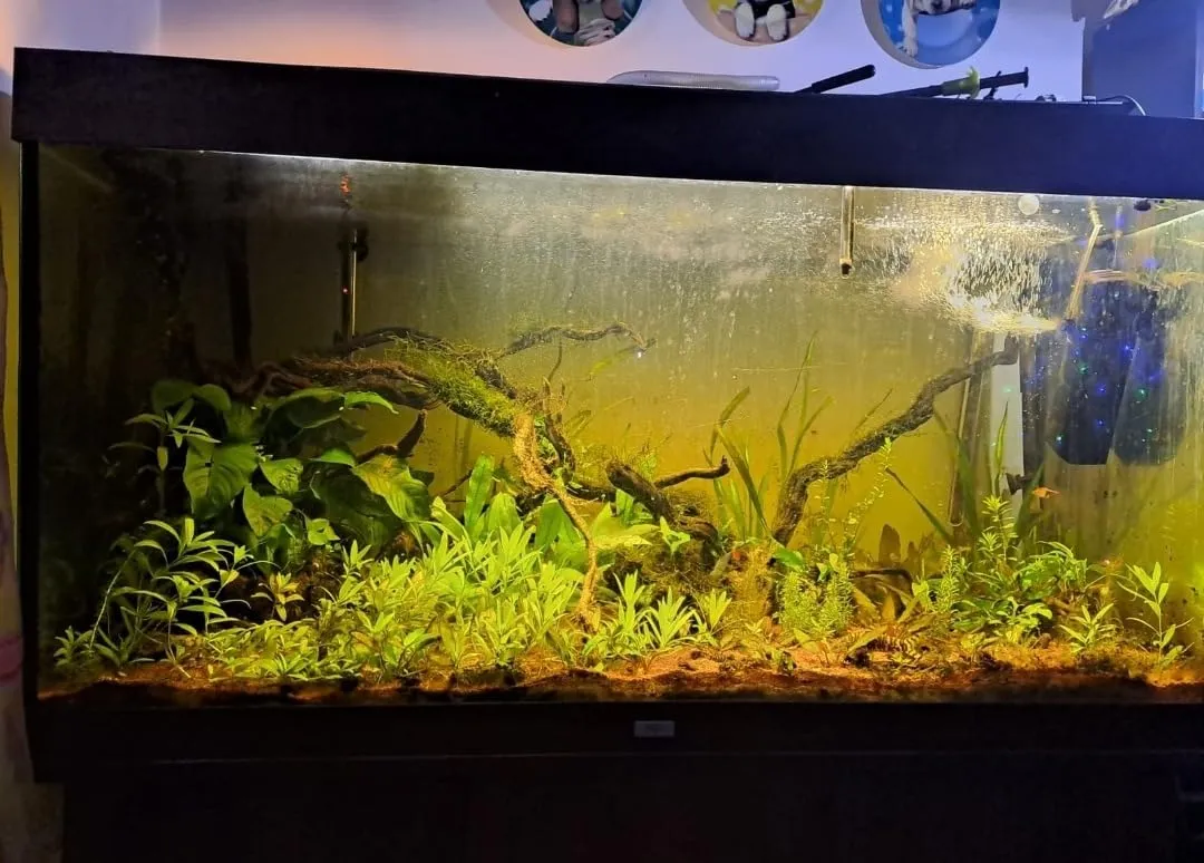 Pawfly spazzola magnetica acquario vetro 7,5 cm raschietto