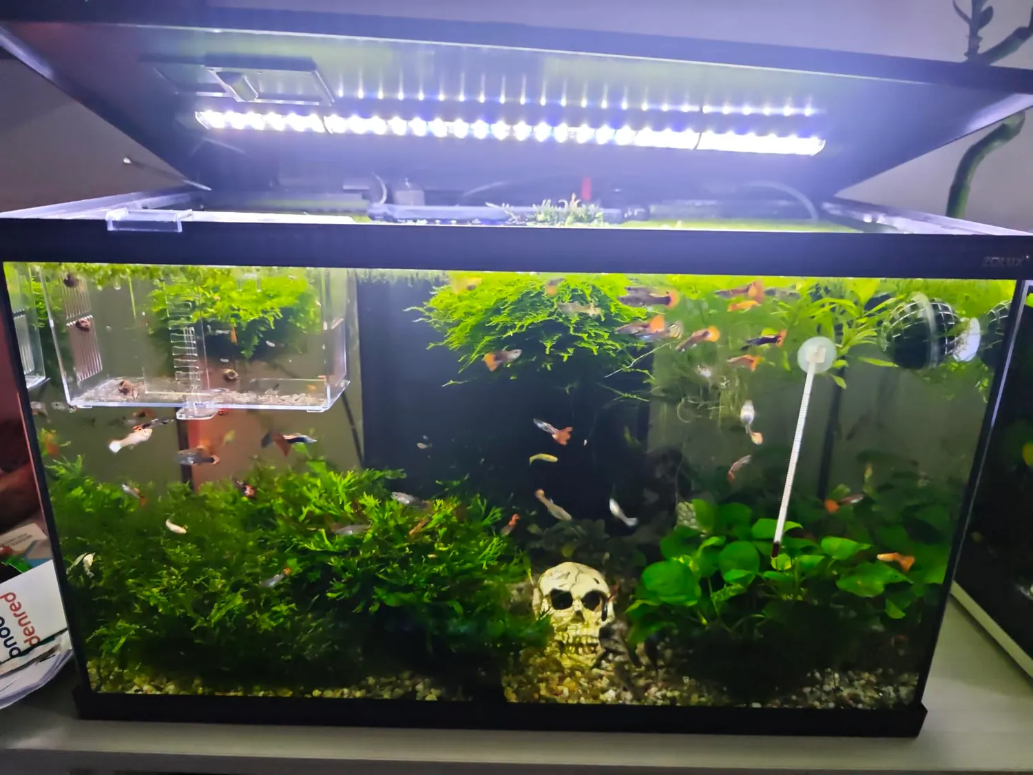 Pawfly Luce LED Acquario 30 cm 24/7 Spettro Completo