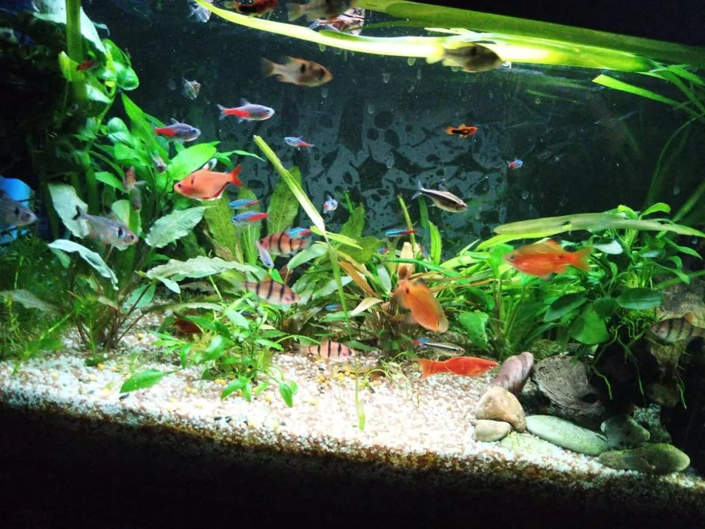 Pawfly Luce LED Acquario 45-60 cm 6 Tasti 24/7