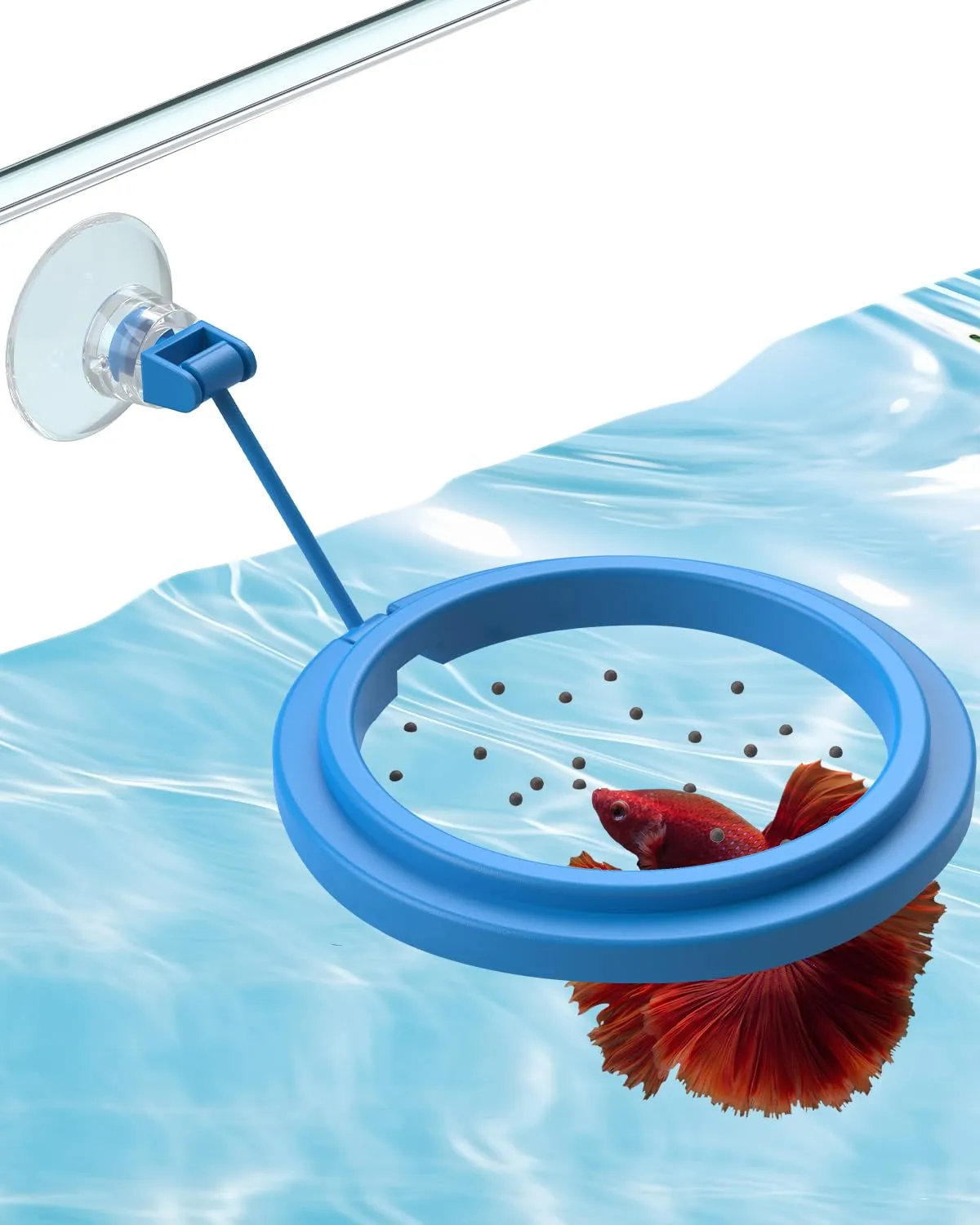 Pawfly Anello Alimentazione Pesci 2 Pezzi Rotondo Quadro