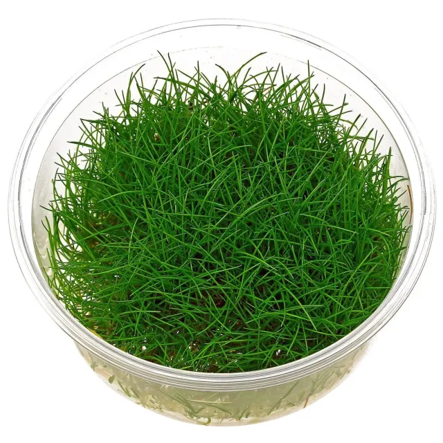 Aquariatech Eleocharis Parvula Pianta Acquario in vitro pratino
