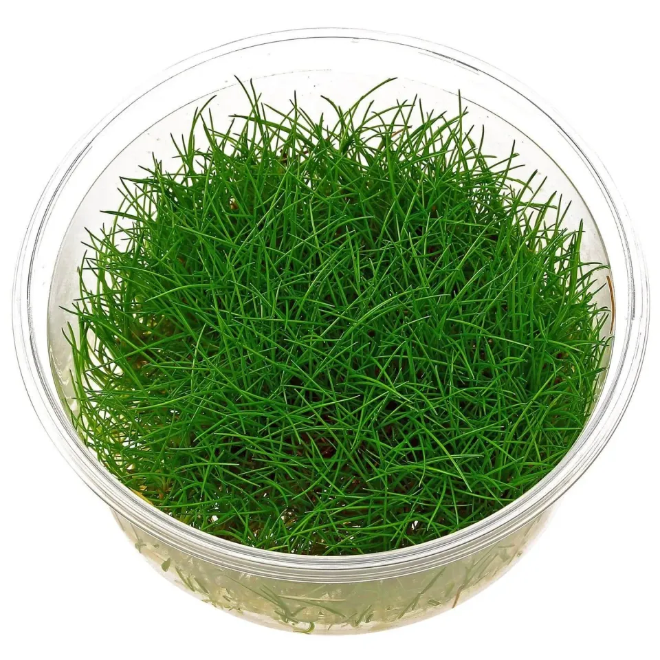 Aquariatech Eleocharis Parvula Pianta Acquario in vitro pratino