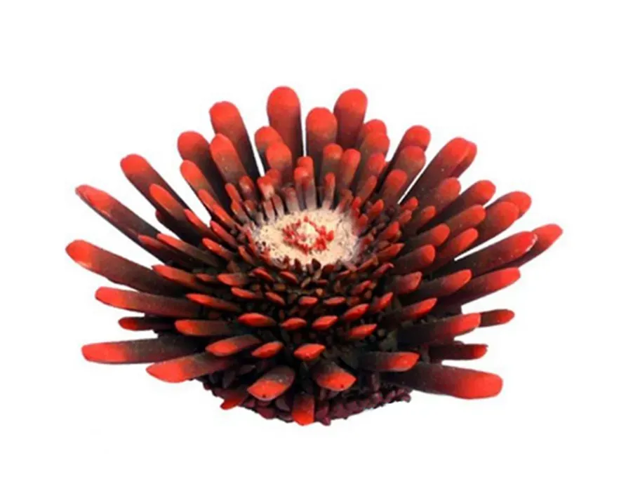 Aquariatech Riccio Tropicale Small corallo resina 9x9x3 atossico