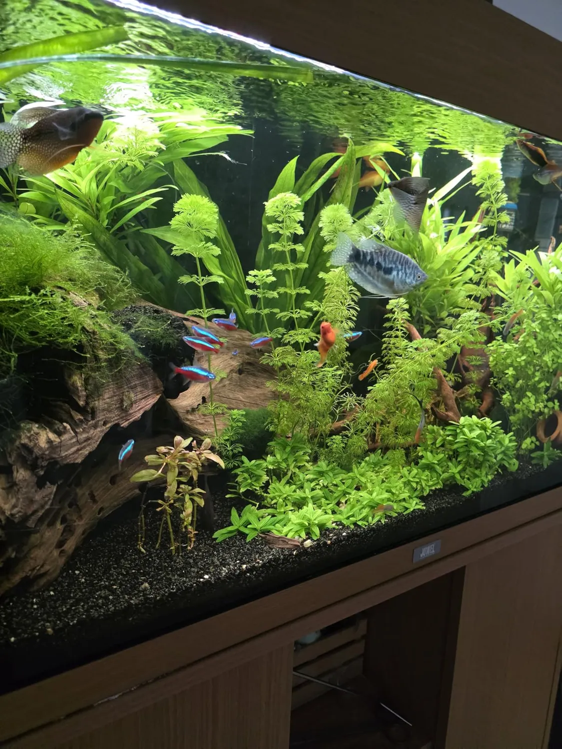 Pawfly Regolatore CO2 doppio manometro elettrovalvola acquario