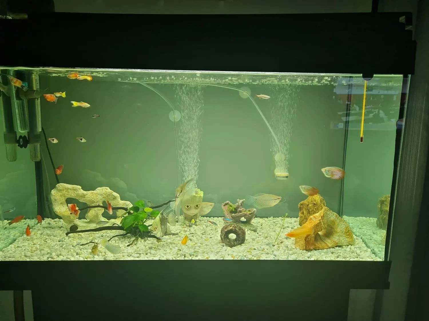 Boxtech Pompa Aria Acquario 5W Bianca 2 Uscite Regolabile