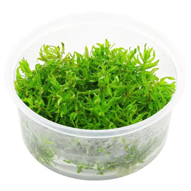 Aquariatech Didiplis Diandra pianta in vitro rossa