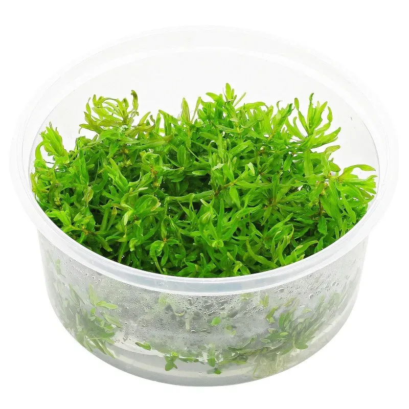 Aquariatech Didiplis Diandra pianta in vitro rossa