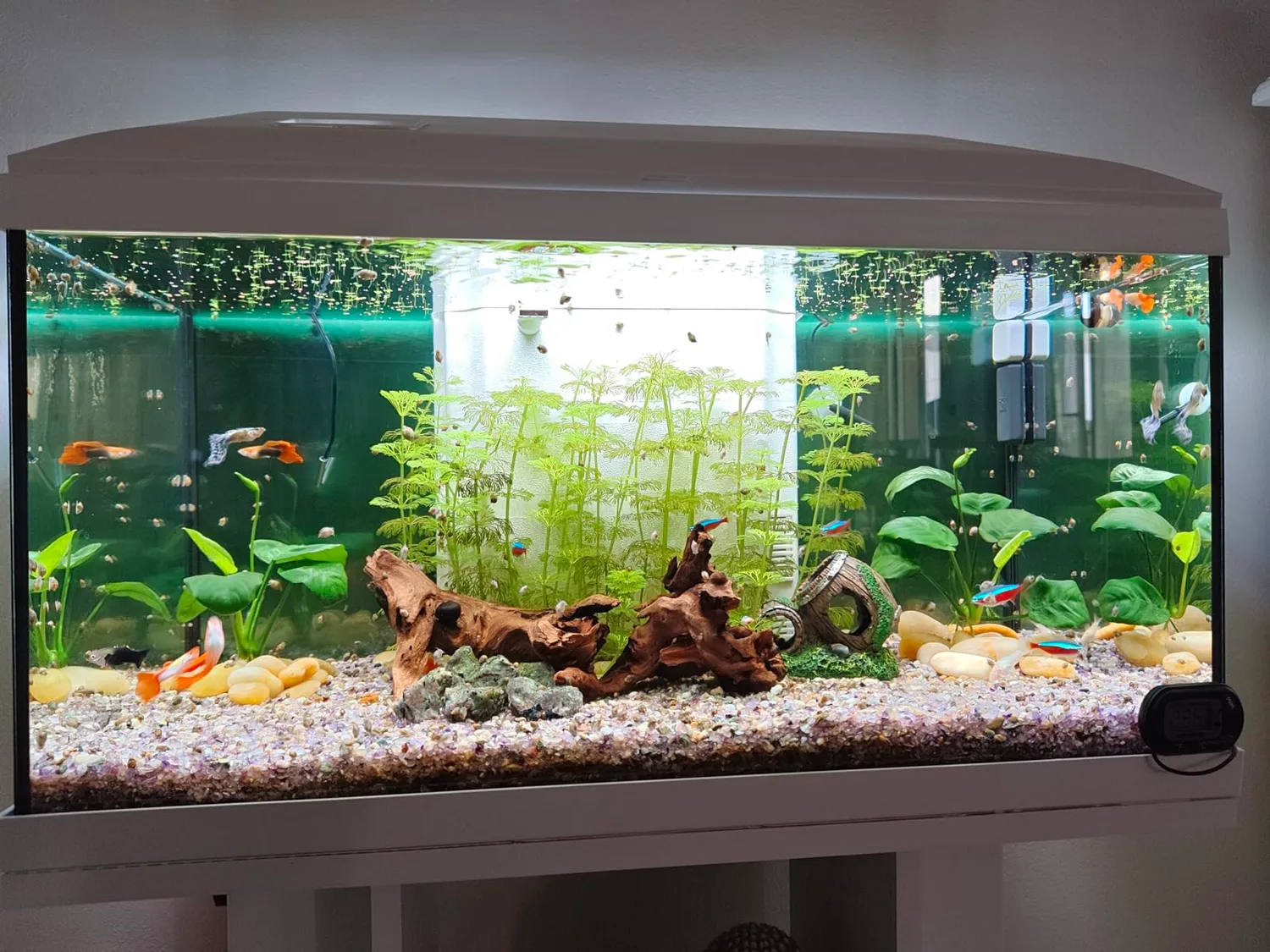 Pawfly Luce LED Acquario 30 cm 24/7 Spettro Completo