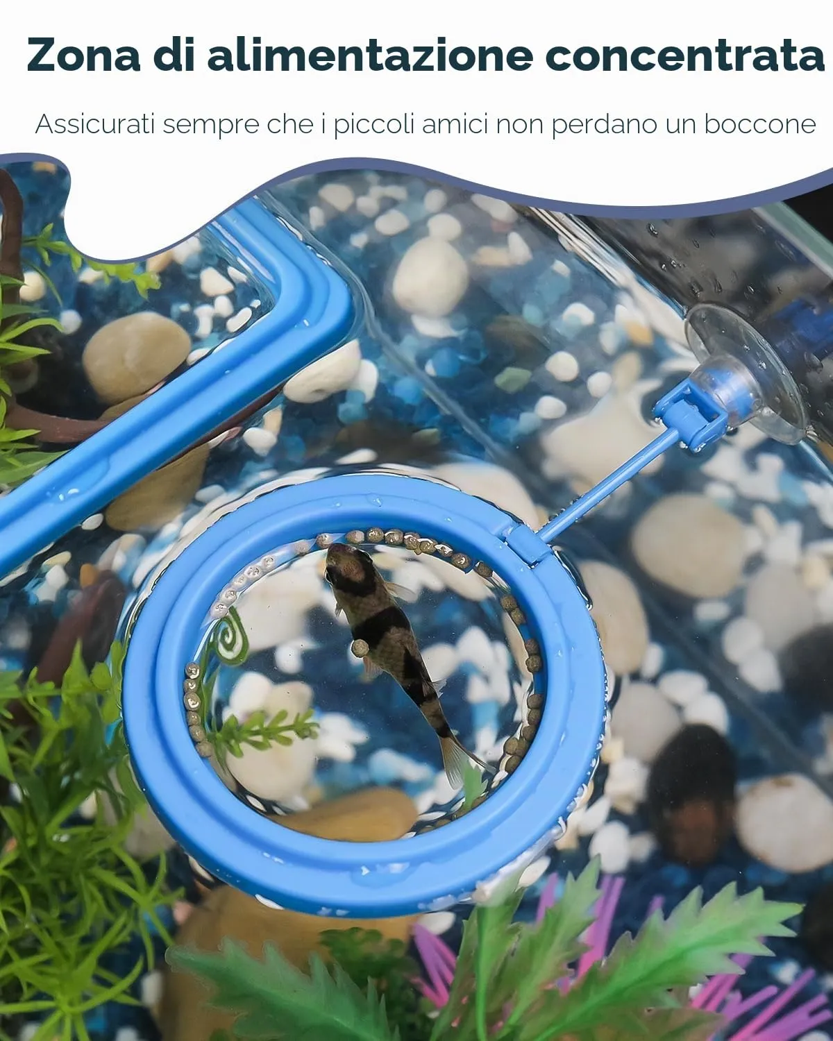 Pawfly Anello Alimentazione Pesci 2 Pezzi Rotondo Quadro
